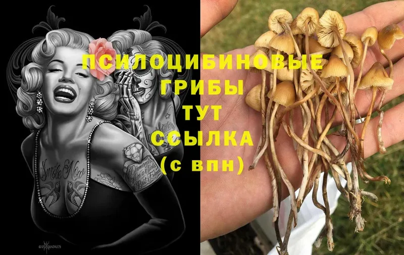 omg зеркало  закладки  Кукмор  Псилоцибиновые грибы Cubensis 